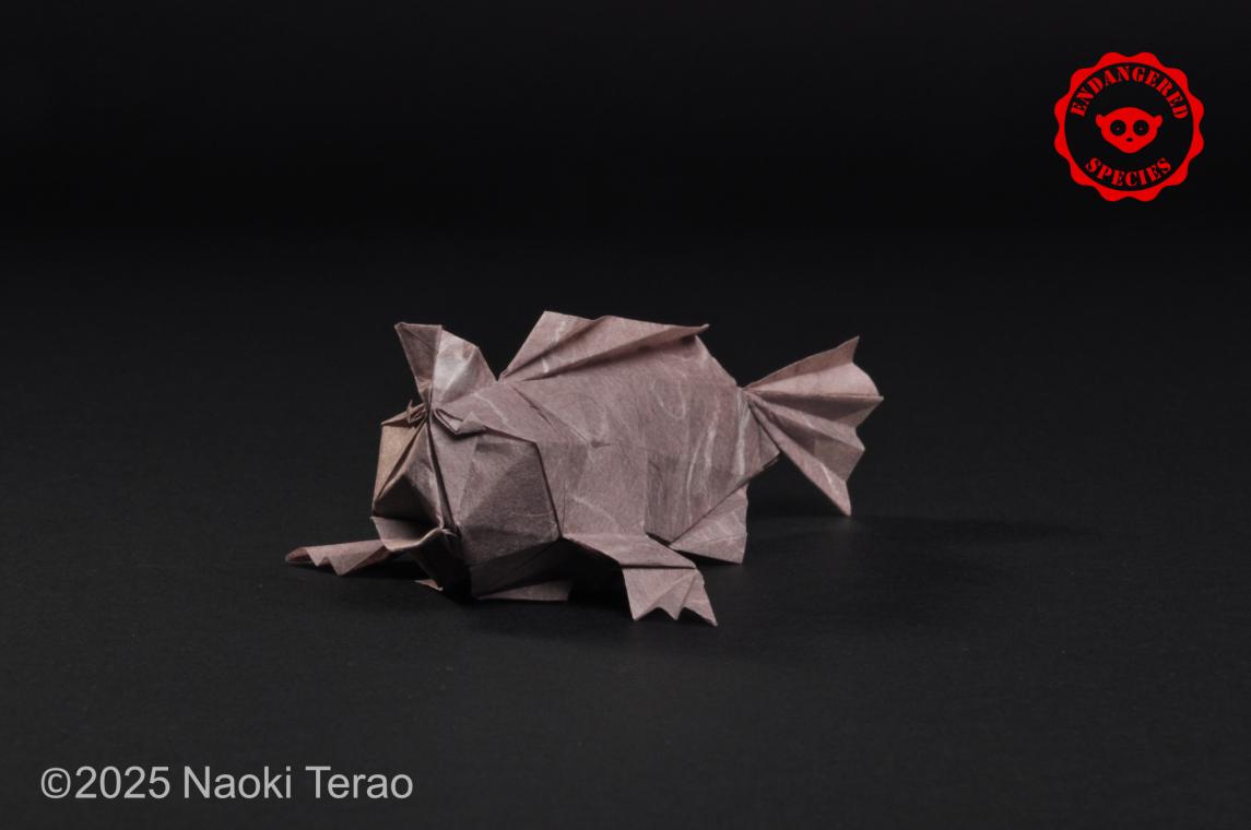 Hex Handfish
