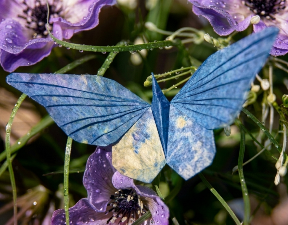 Butterfly 