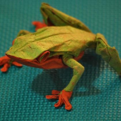 Red eyed treefrog