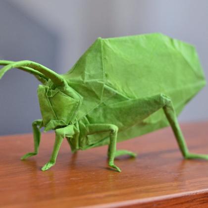 Katydid