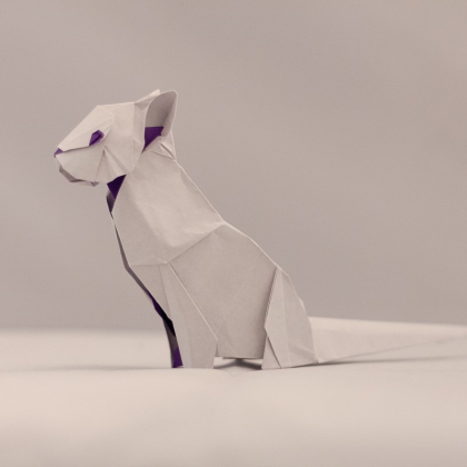 Cat, designed Aug 2019