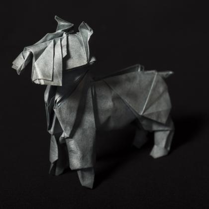 Miniature Schnauzer by Steven Casey