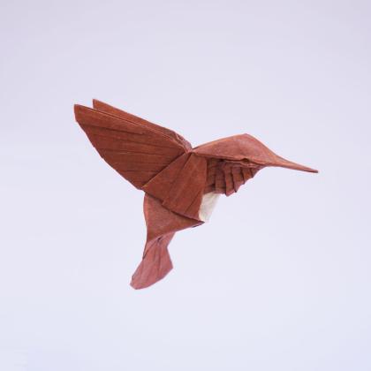 Rufous hummingbird_Cekouat León