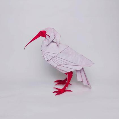 Crested ibis