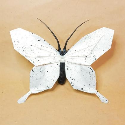 Papilio dardanus (African swallowtail)