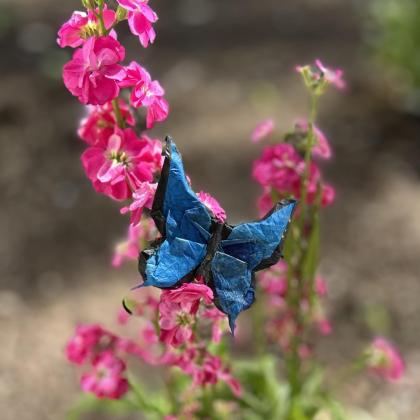 Blue morpho