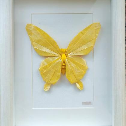 butterfly 2024