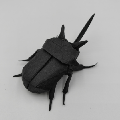 Eupatorus gracilicornis