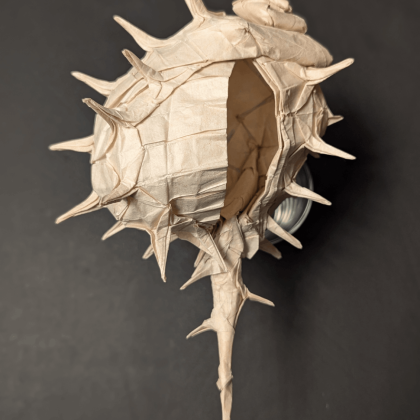 #017 Spiny Dye Murex