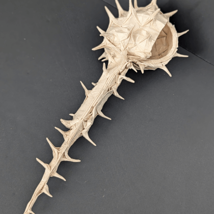 #020 Venus Comb Murex