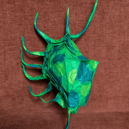 #202 "Orange" Spider Conch lambis crocata