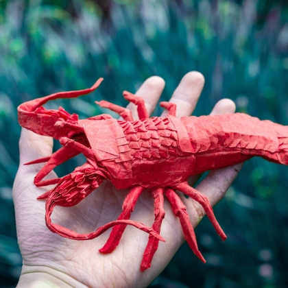 Japanese spiny lobster HP