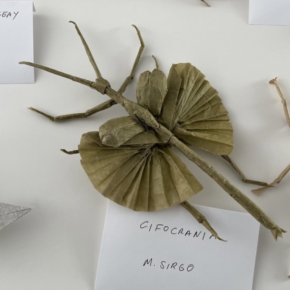 Insecto palo volando