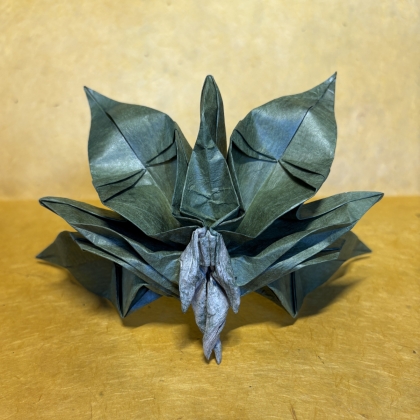 Mandrake